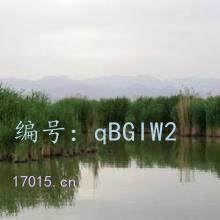 ͥ